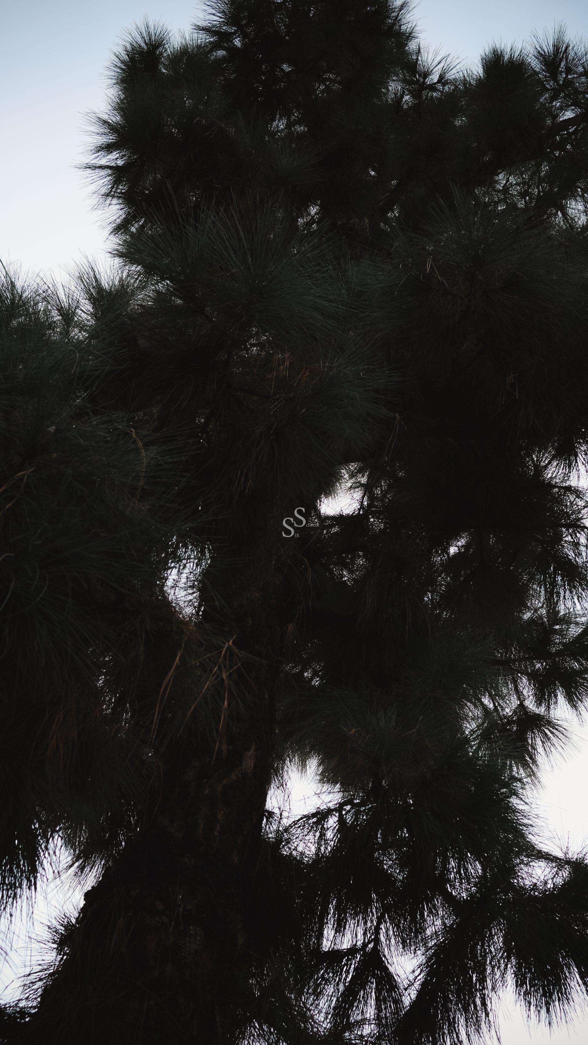 A close-up view of the dense, dark green needles and branches of a pine tree against a pale, overcast sky.