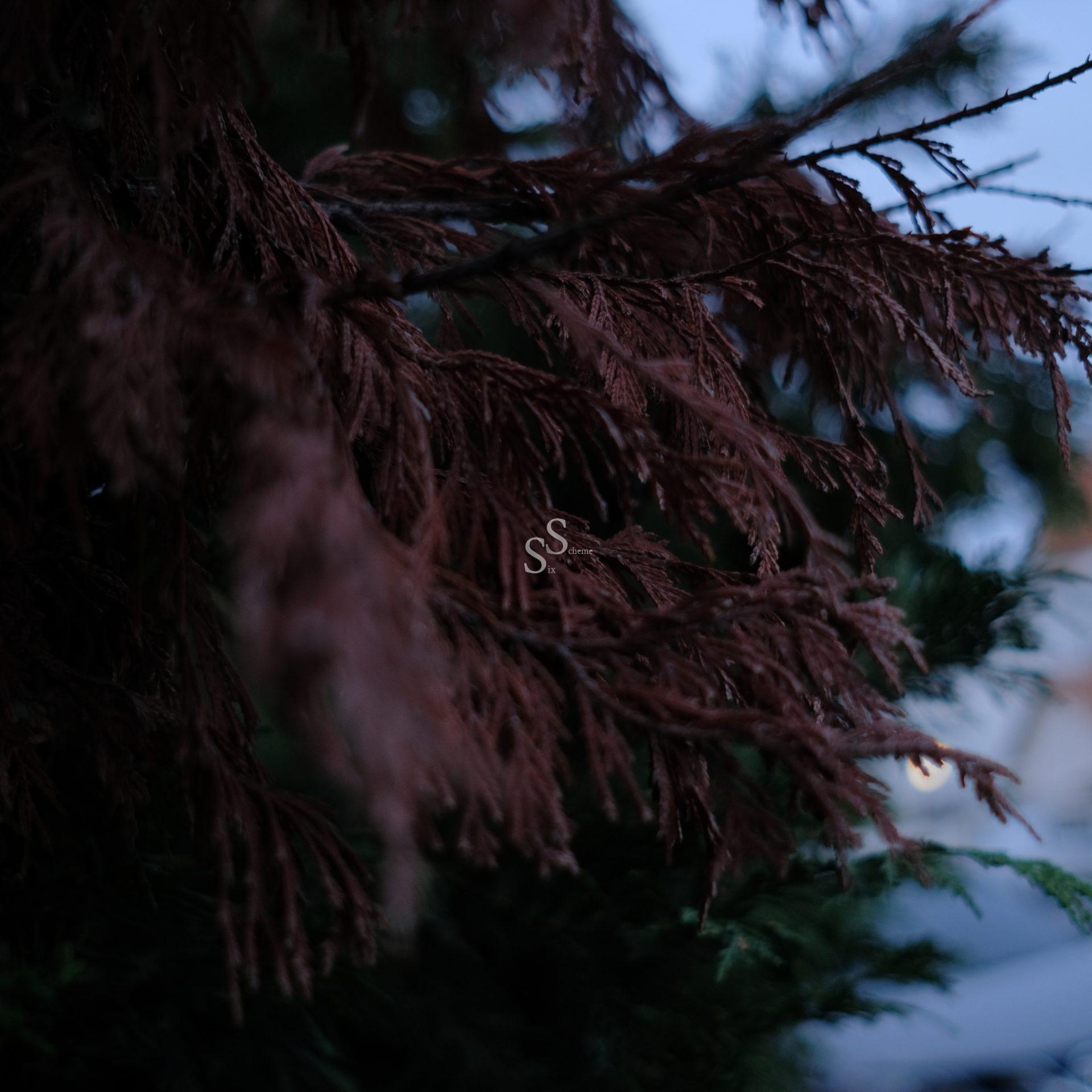 Close-up of brown, dried pine needles on a tree branch, with green foliage in the background and soft, natural light coming from the right side.