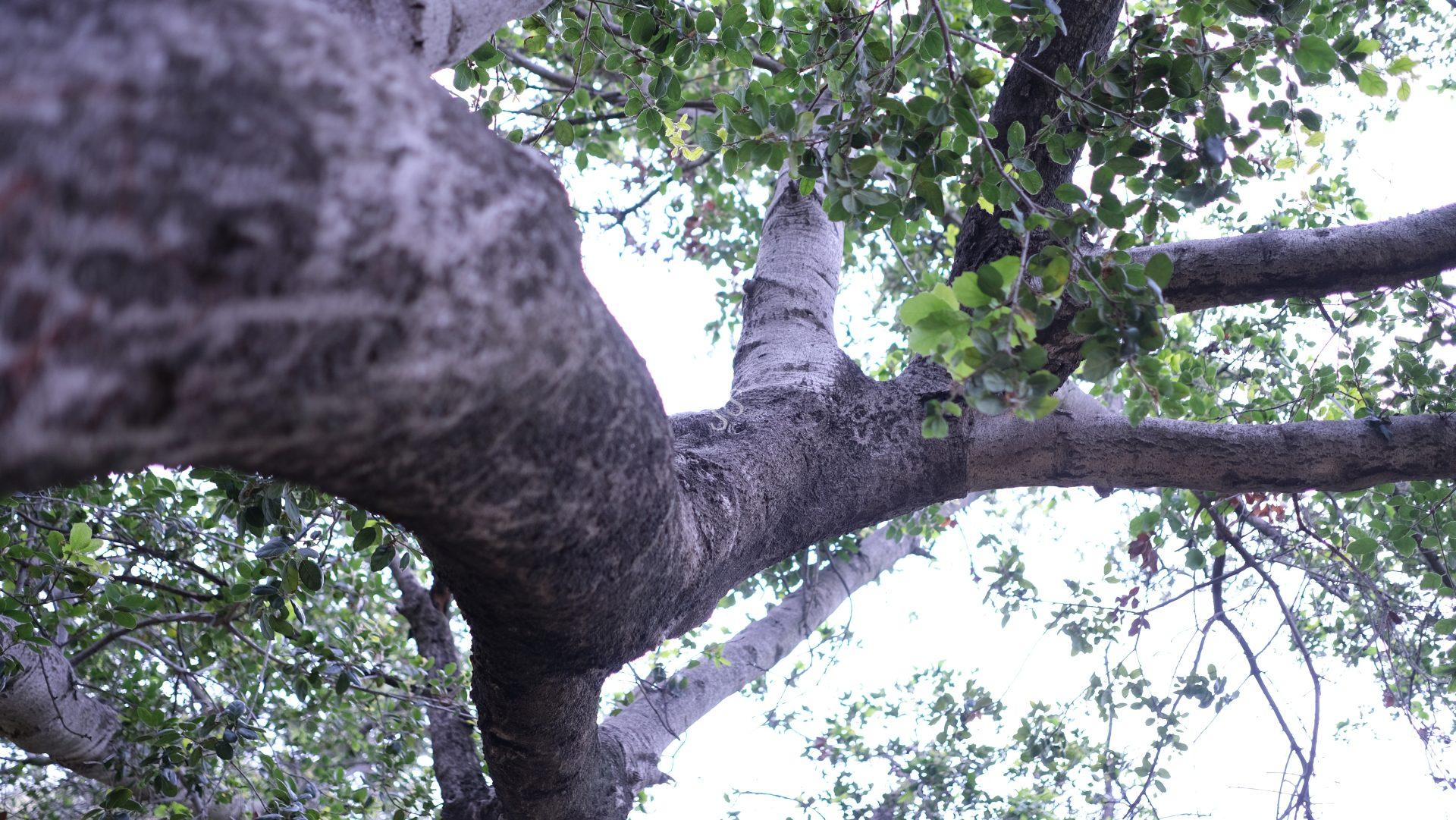 Upward view of a tree with thick, textured branches and green leaves against a bright, light blue sky. The perspective emphasizes the tree’s sturdy trunk and spread of foliage.