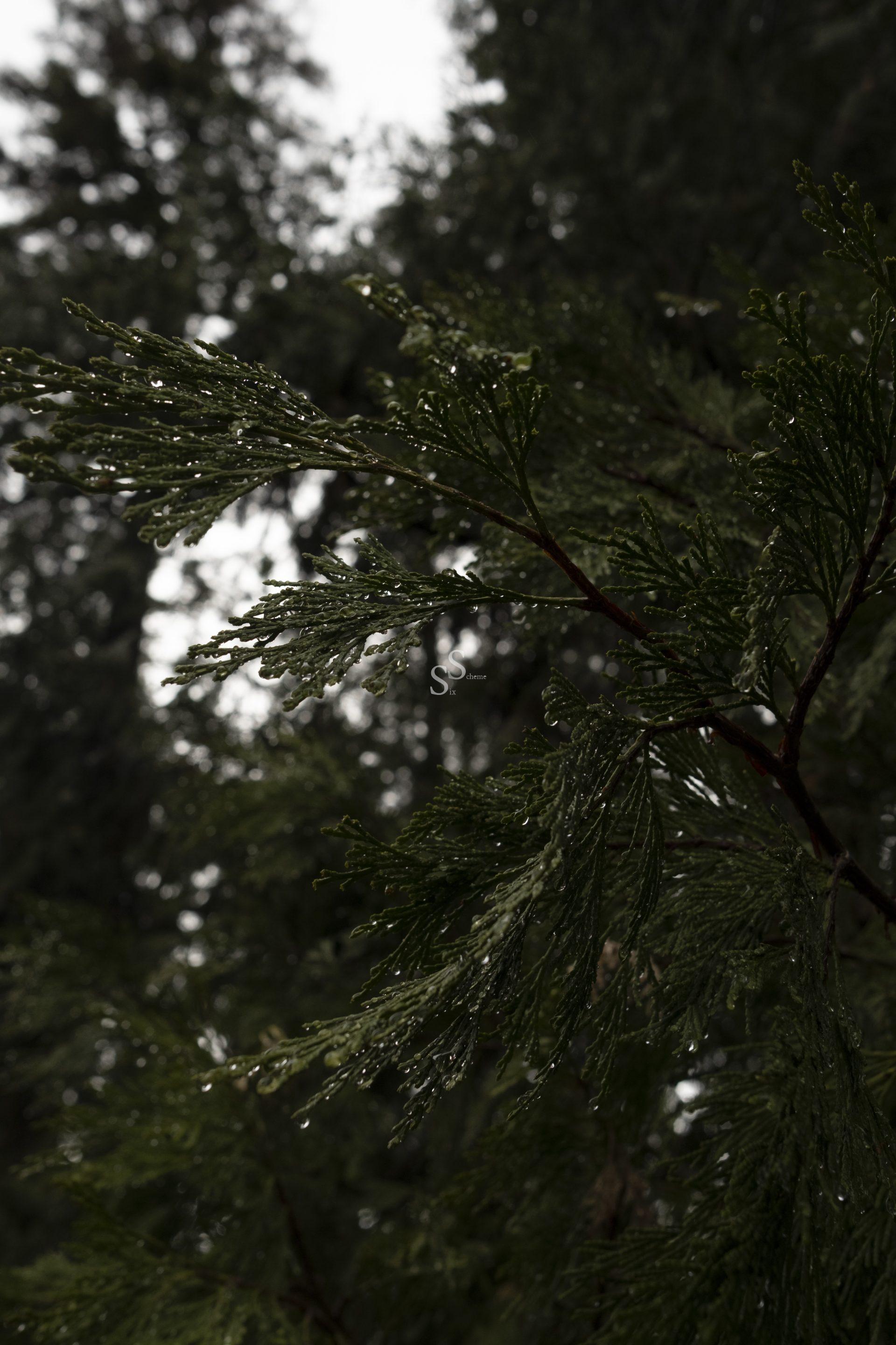 Close-up of a pine branch with dark green needles covered in raindrops. The background is blurred with more pine trees, giving a sense of a wet, forested environment.