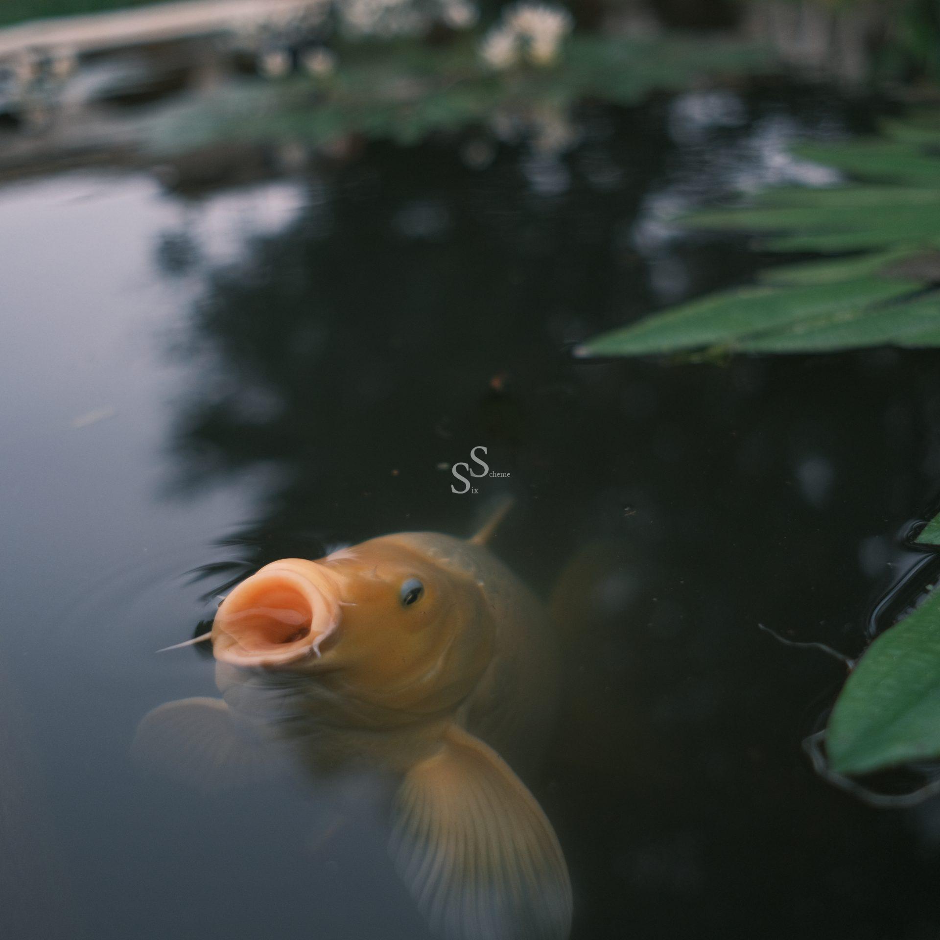 A close-up of a golden koi fish with its mouth open, swimming near the surface of a pond surrounded by green lily pads and reflecting the sky above.