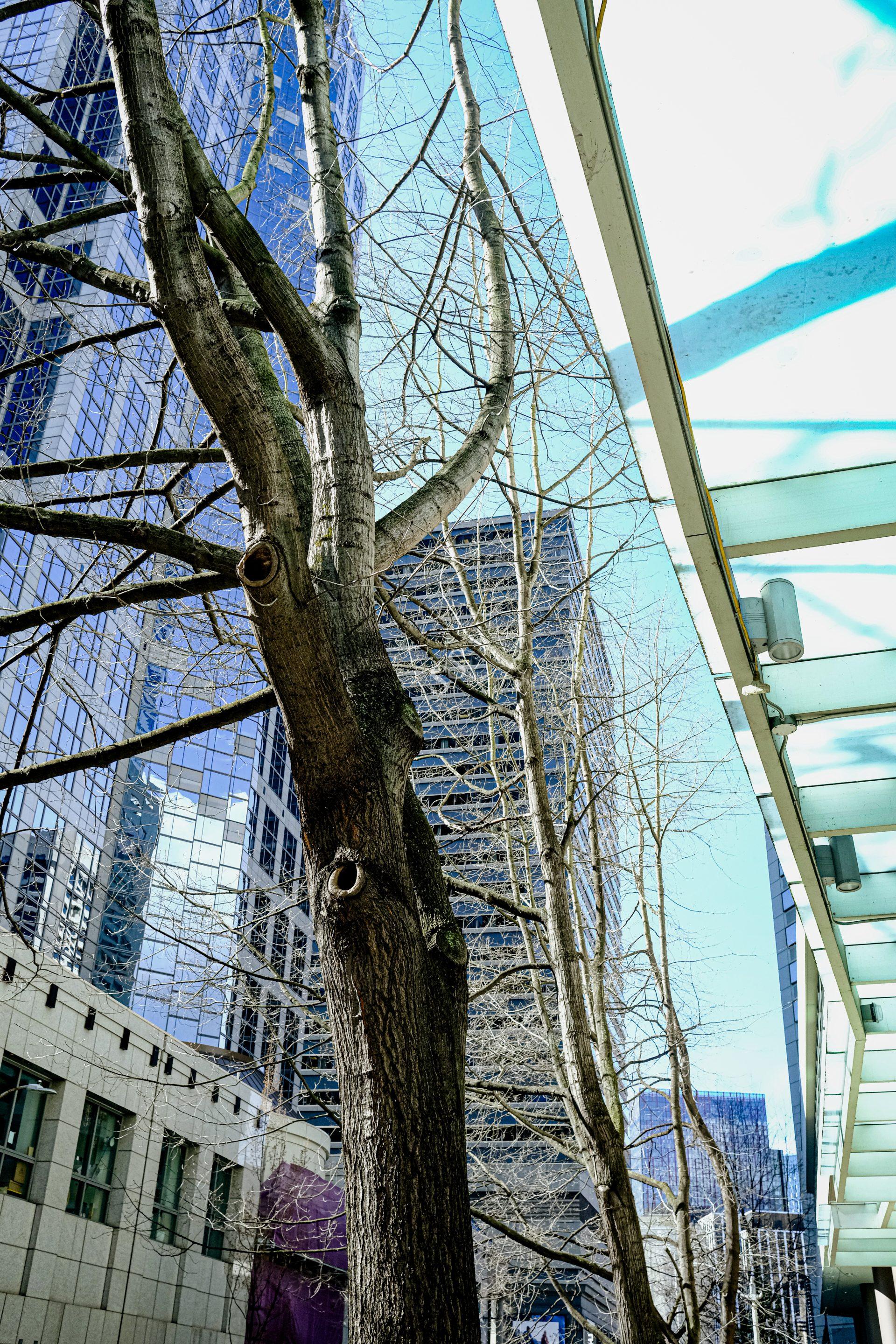 Leafless trees stand tall on a city sidewalk, surrounded by modern glass buildings under a clear blue sky. A glass awning runs along the right edge of the image.