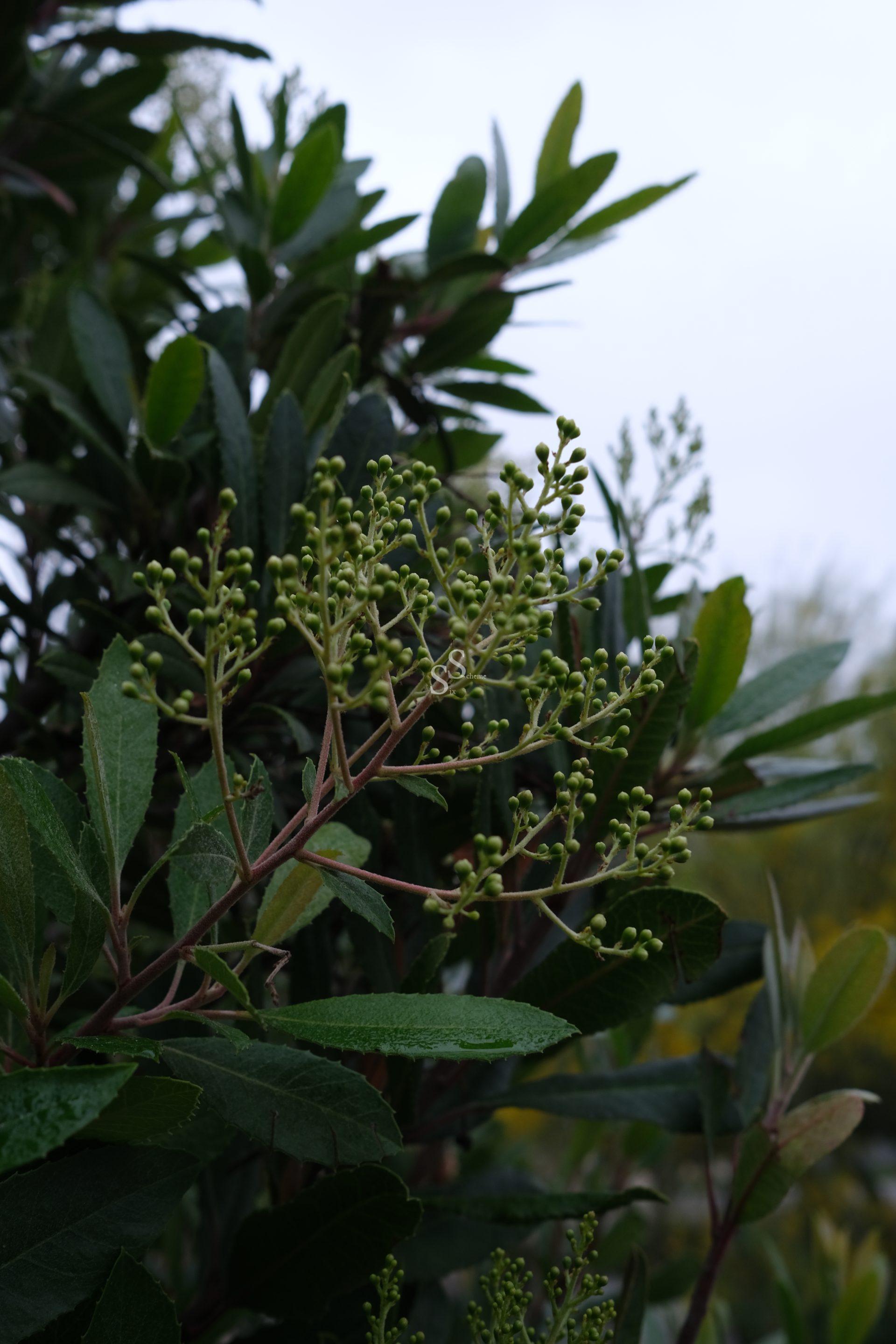 A close-up of a leafy green shrub with clusters of small, round, green buds on thin stems, set against a blurry background of more foliage and an overcast sky.