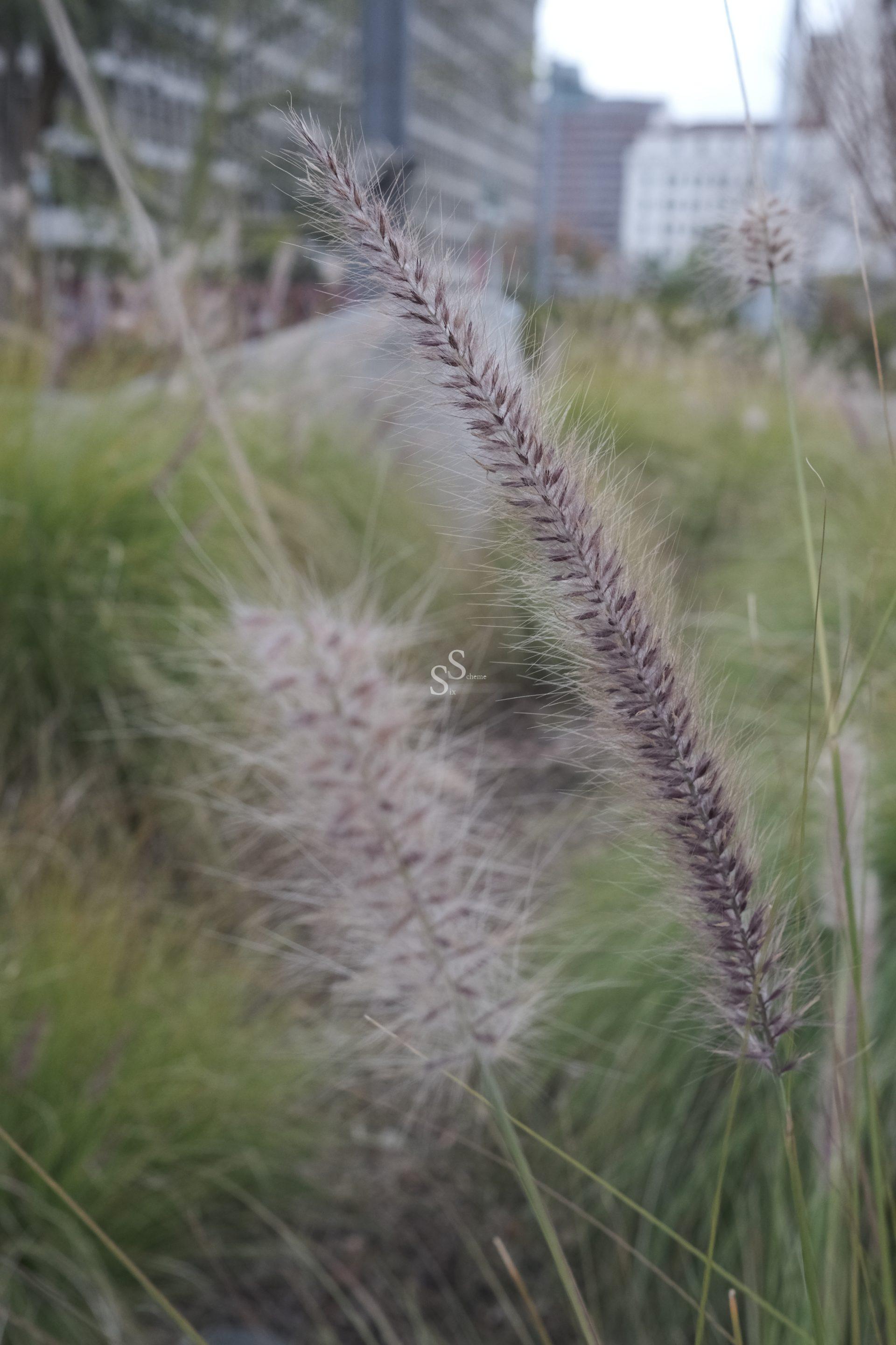 Close-up of tall, fluffy grass seed heads with blurred green grass and city buildings in the background.