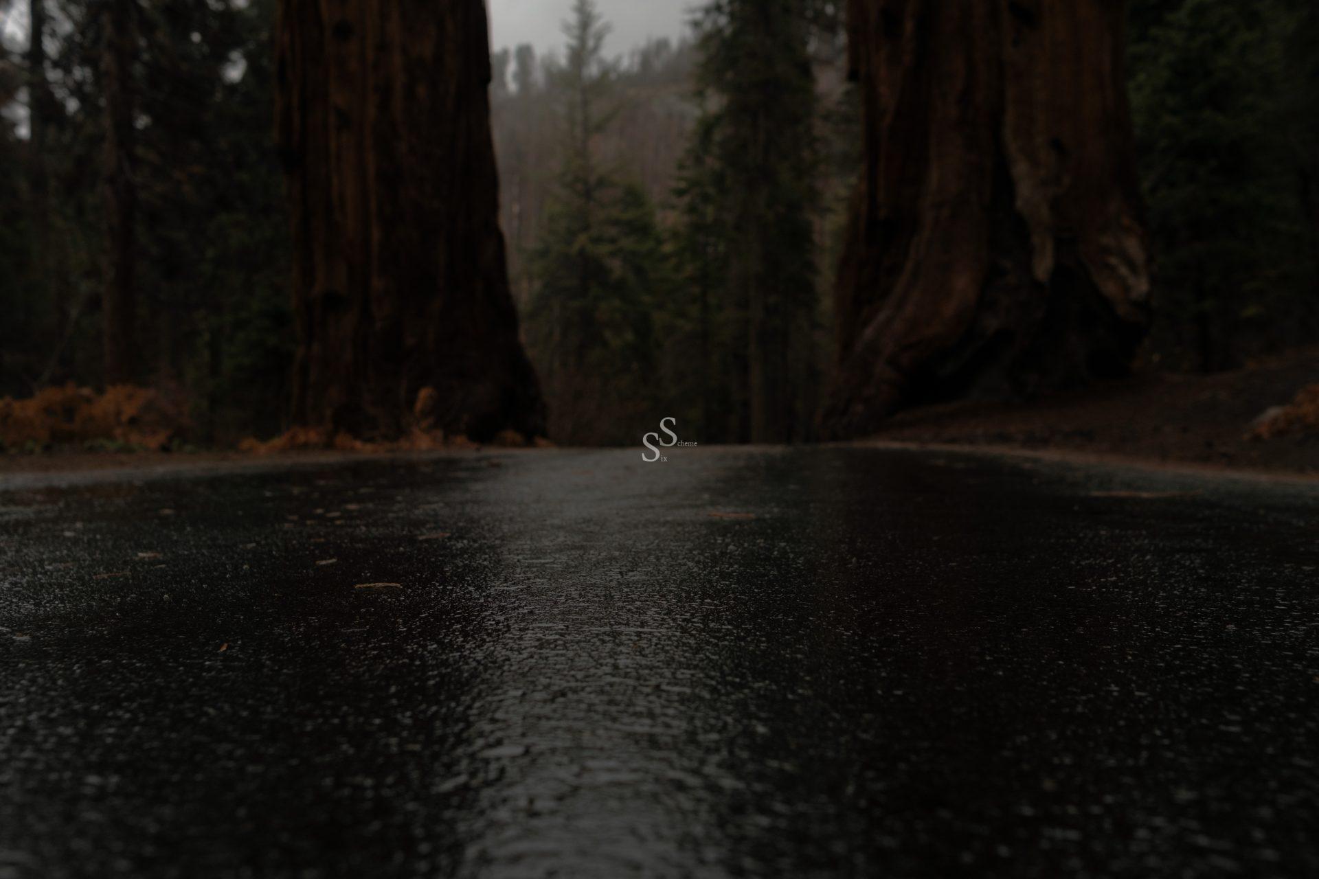 A wet, dark asphalt path stretches between two massive tree trunks in a dense, misty forest. The surface reflects the soft light, and pine trees are visible in the background.