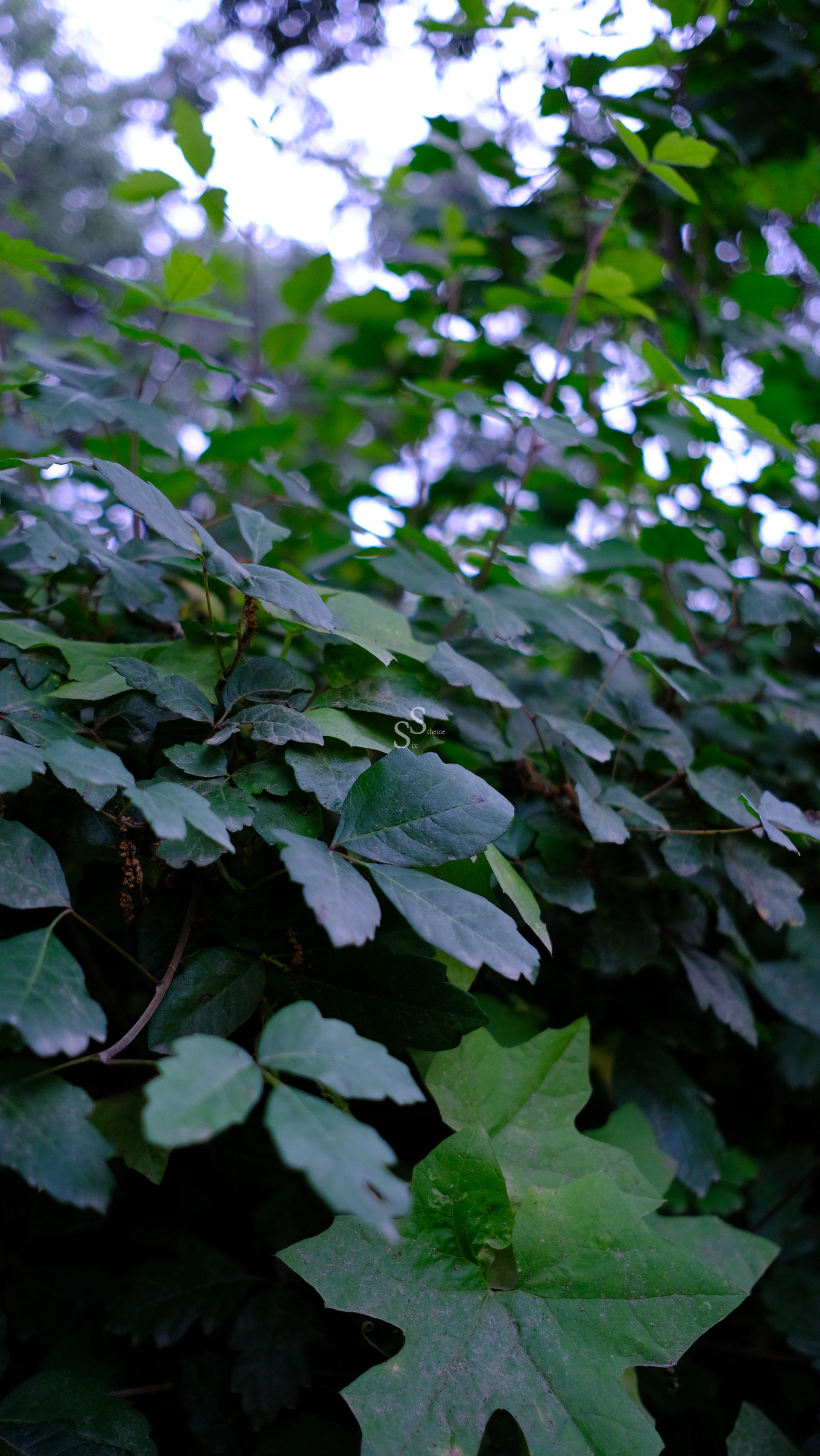 Dense cluster of green leaves in a natural outdoor setting, with soft, diffused light filtering through the foliage. The image highlights the lush, healthy vegetation and overlapping textures of the leaves.