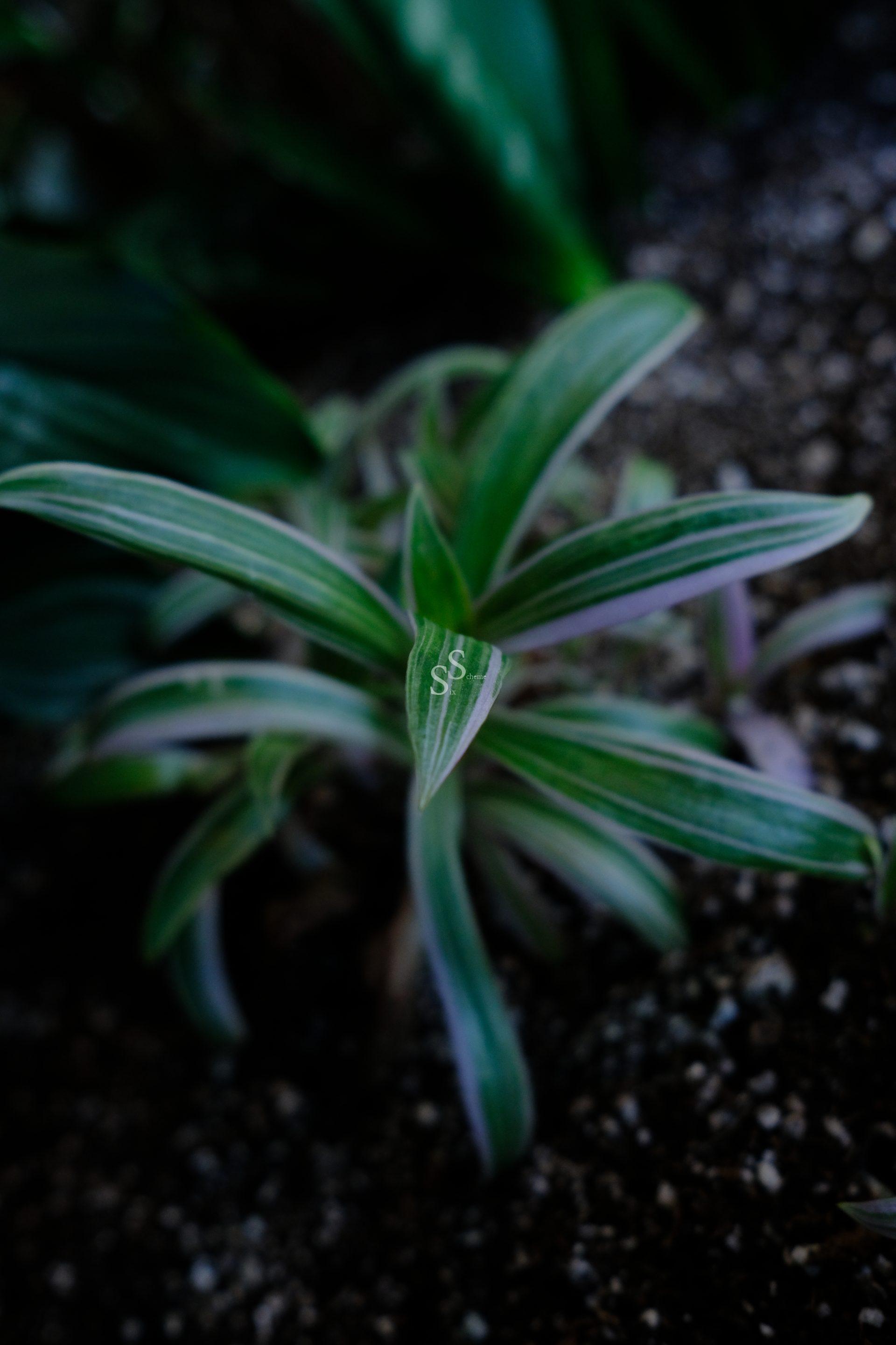Captured in close-up, a diminutive plant showcases its patterned leaves with green and white stripes. Rooted in the garden soil, it's framed by the softer shapes of bigger, verdant foliage in the background.