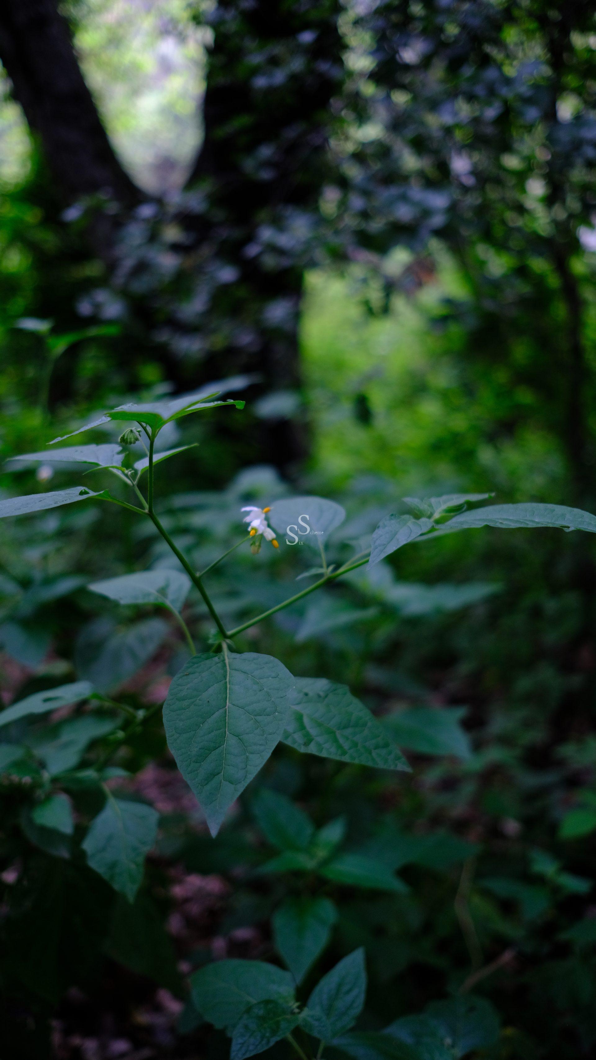 A small plant with broad green leaves and a tiny white flower grows in a lush, sun-dappled forest with blurred green foliage in the background.