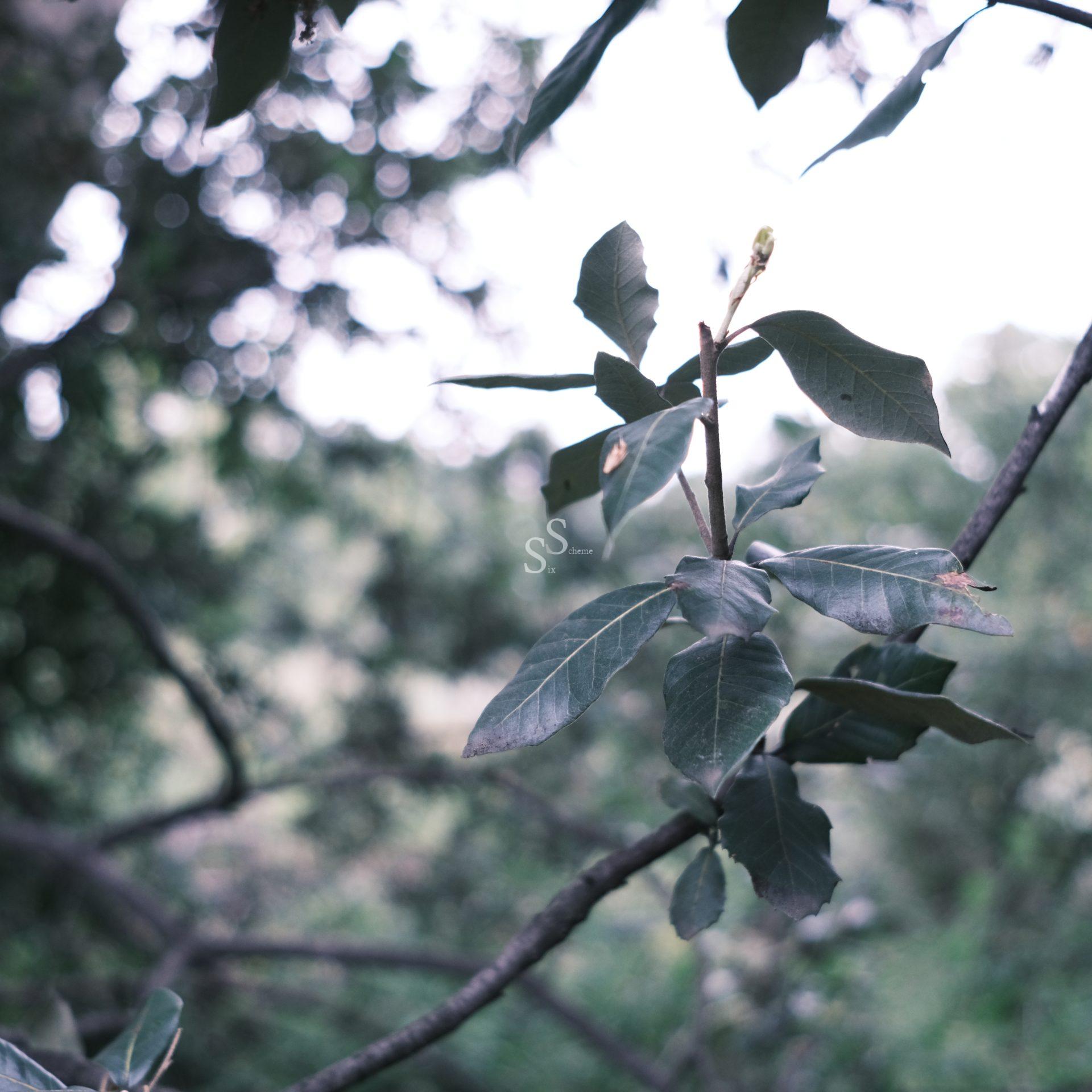 A close-up of green leaves on a tree branch with a soft, out-of-focus background of more branches and foliage in natural light.