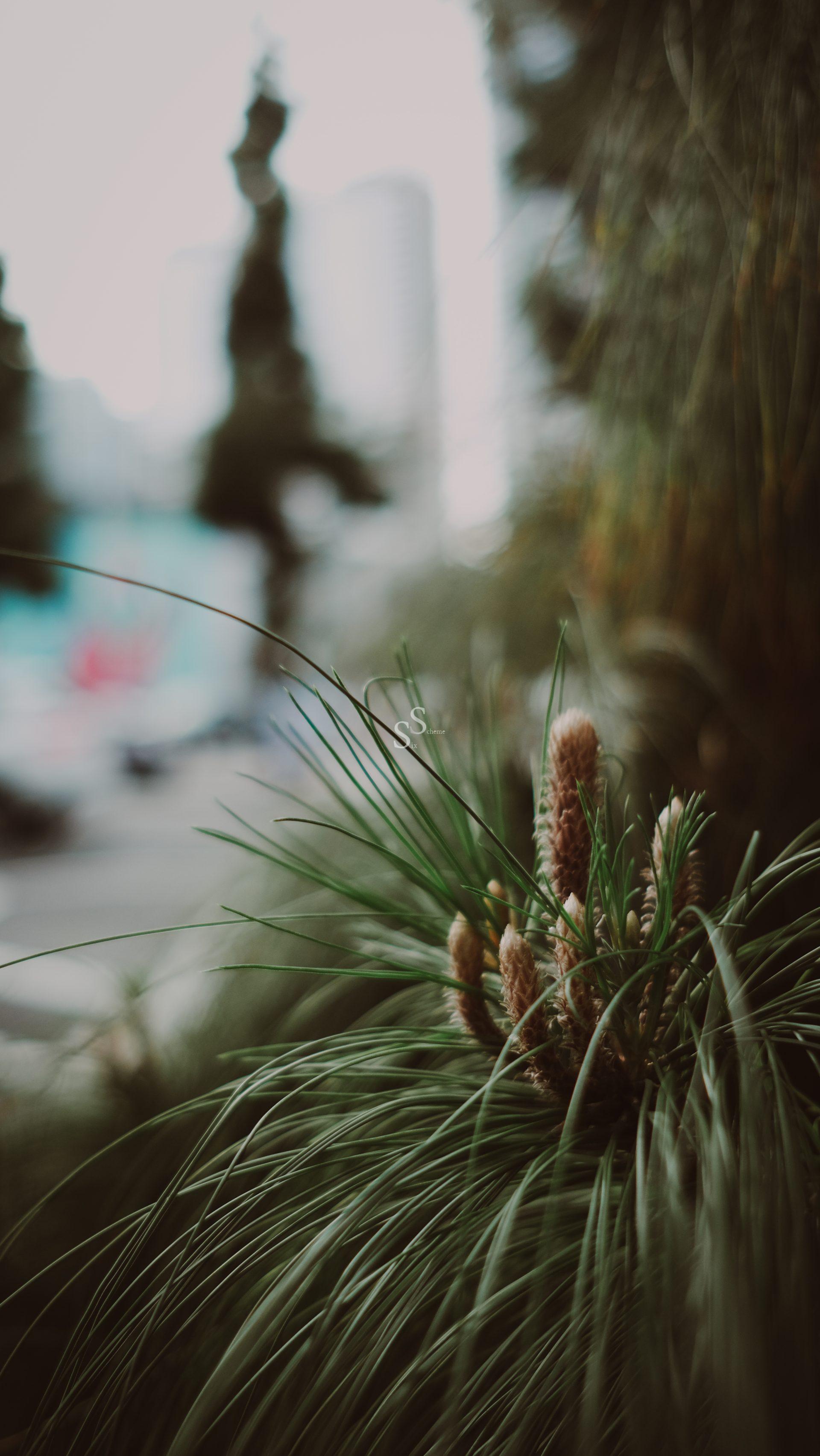 Close-up of pine needles and young pine cones with a blurred urban background, including buildings and trees, creating a contrast between nature and city life.