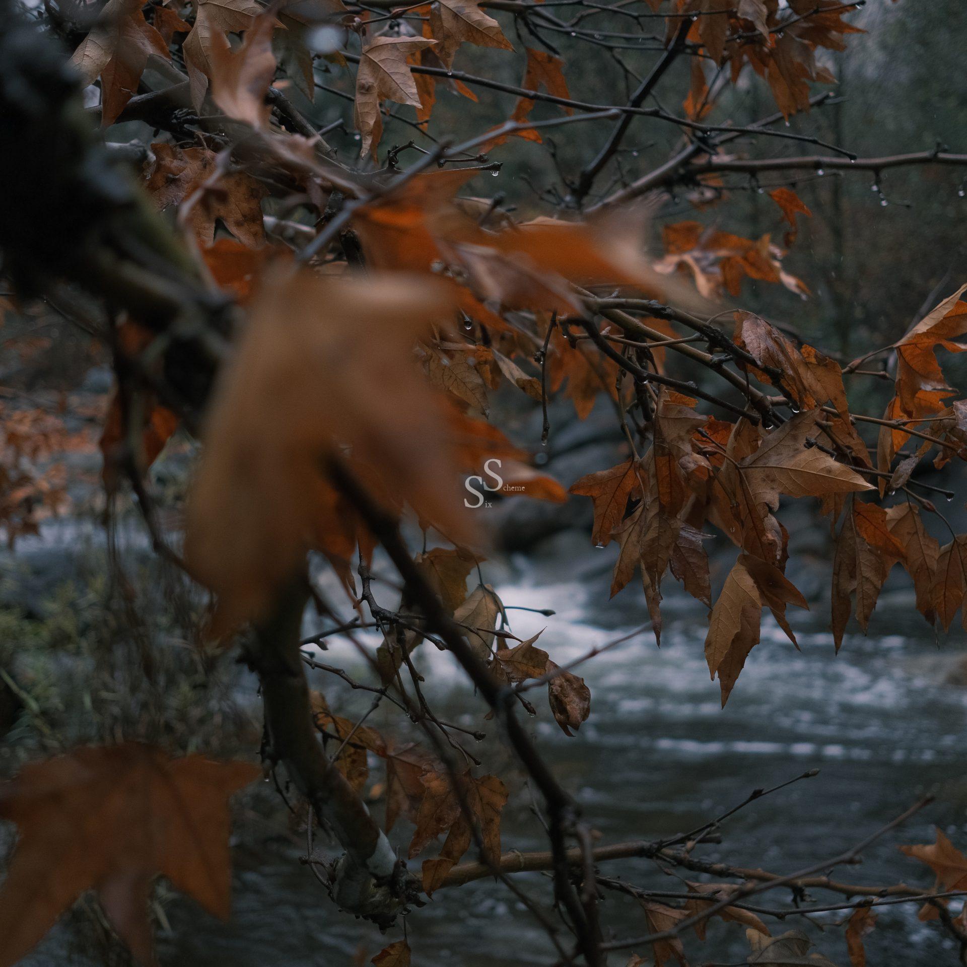 A close-up of tree branches with brown autumn leaves, some out of focus, overlooking a flowing river in the background on a cloudy day.