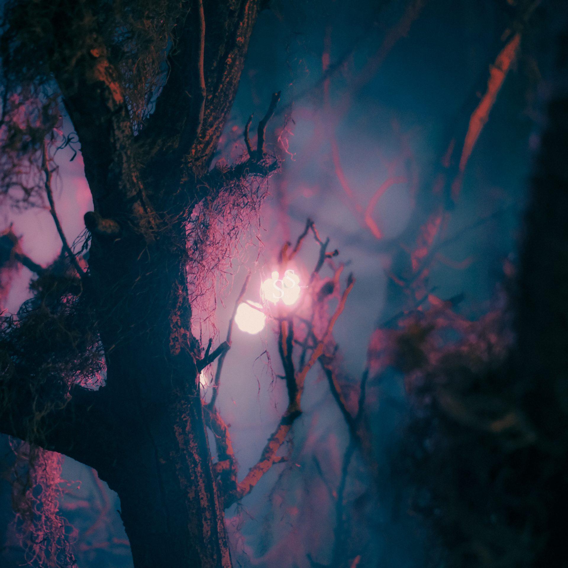 A mysterious, foggy forest with twisted tree branches and soft, eerie purple and blue lighting, with a glowing light source in the background.