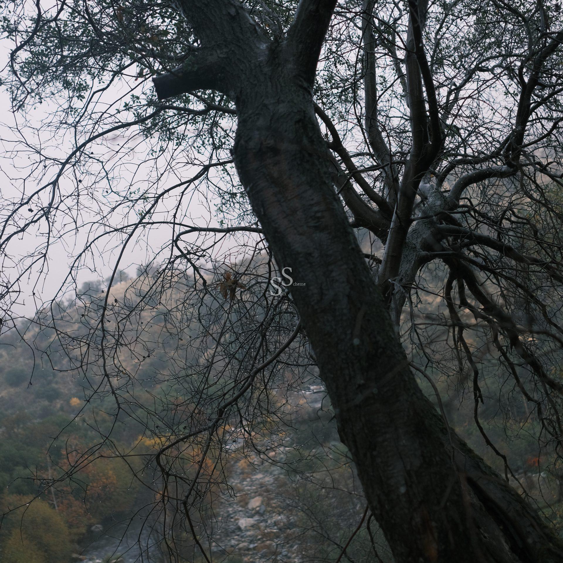 A tree with bare, twisted branches fills the foreground, partially obscuring a misty landscape of hills and a river below. The scene appears calm and overcast, with muted green and brown tones.