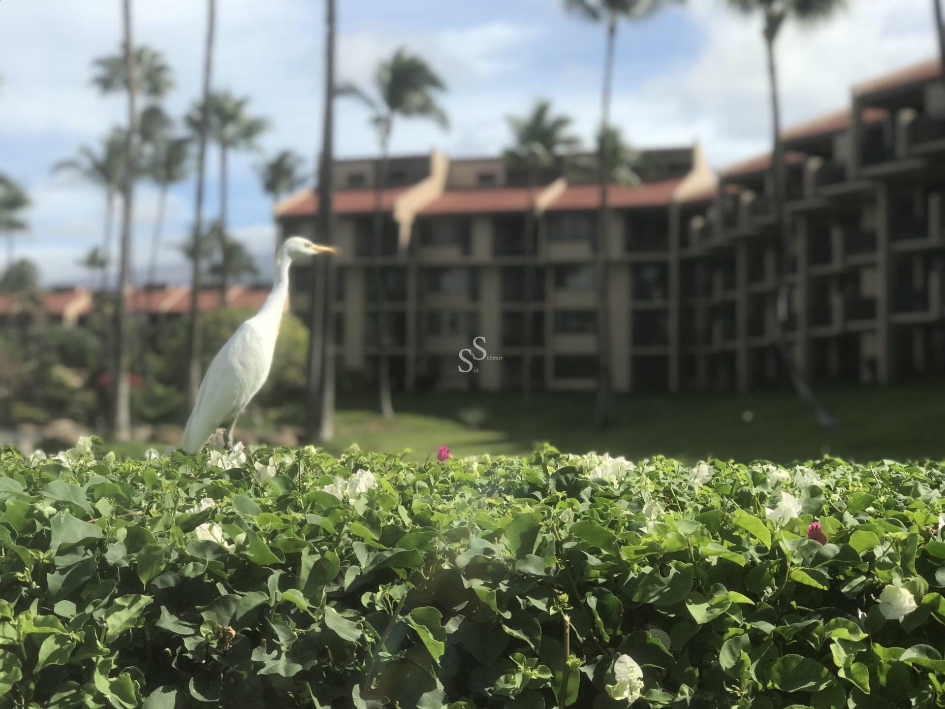 A white egret stands on a green bush with pink and white flowers, in front of a multi-story hotel building with balconies and tall palm trees under a partly cloudy sky.