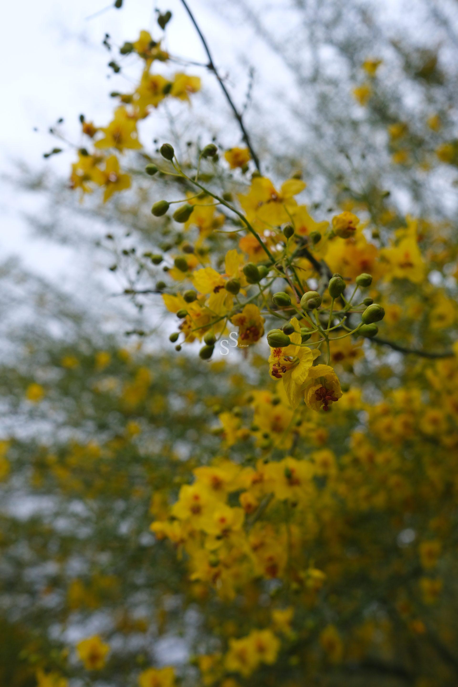 Close-up of bright yellow flowers and green buds on a branch, with a blurred background of similar flowers and foliage, creating a soft, vibrant, and natural scene.