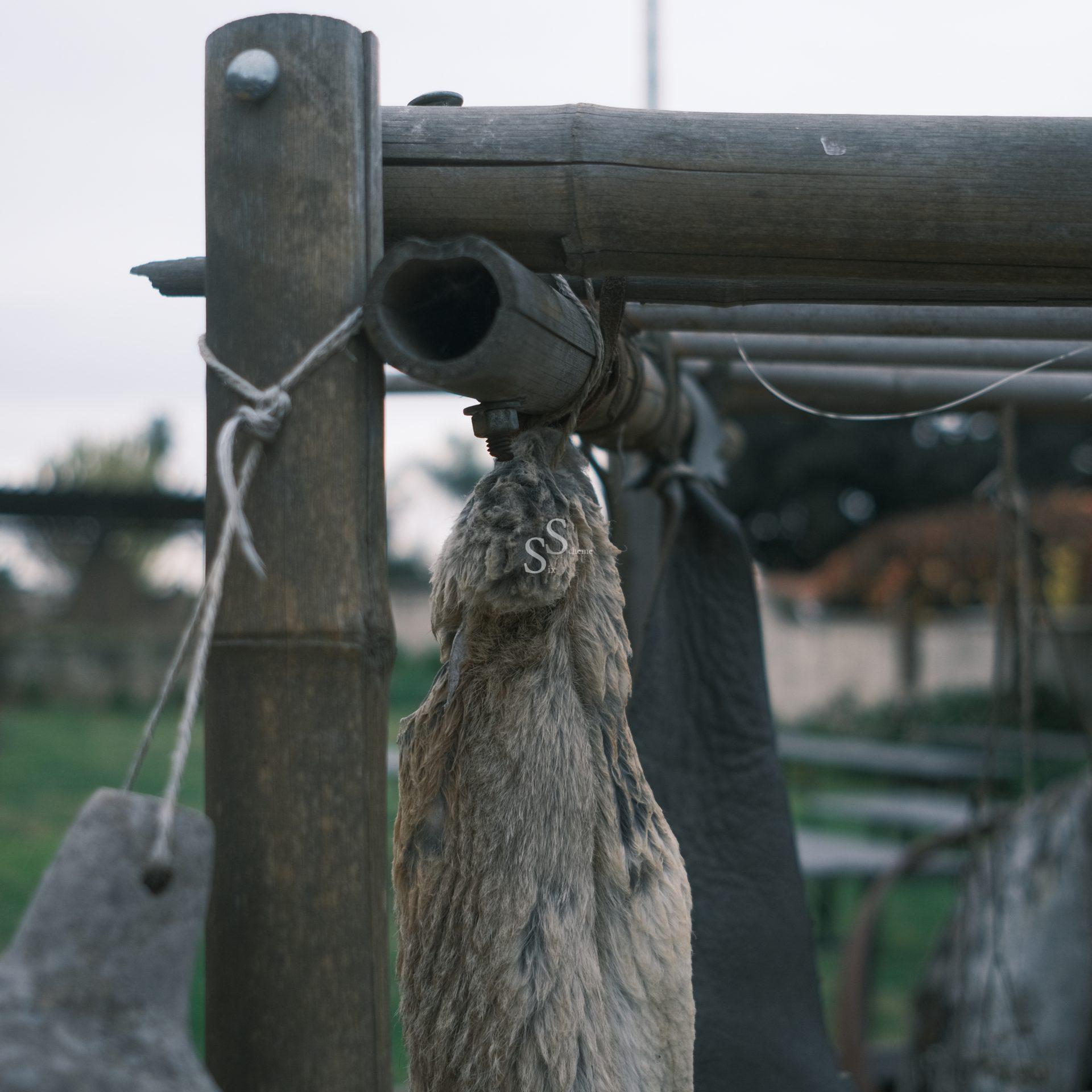 A close-up of an animal pelt hanging from a wooden frame outdoors, secured by rope, with blurred greenery and fences in the background.