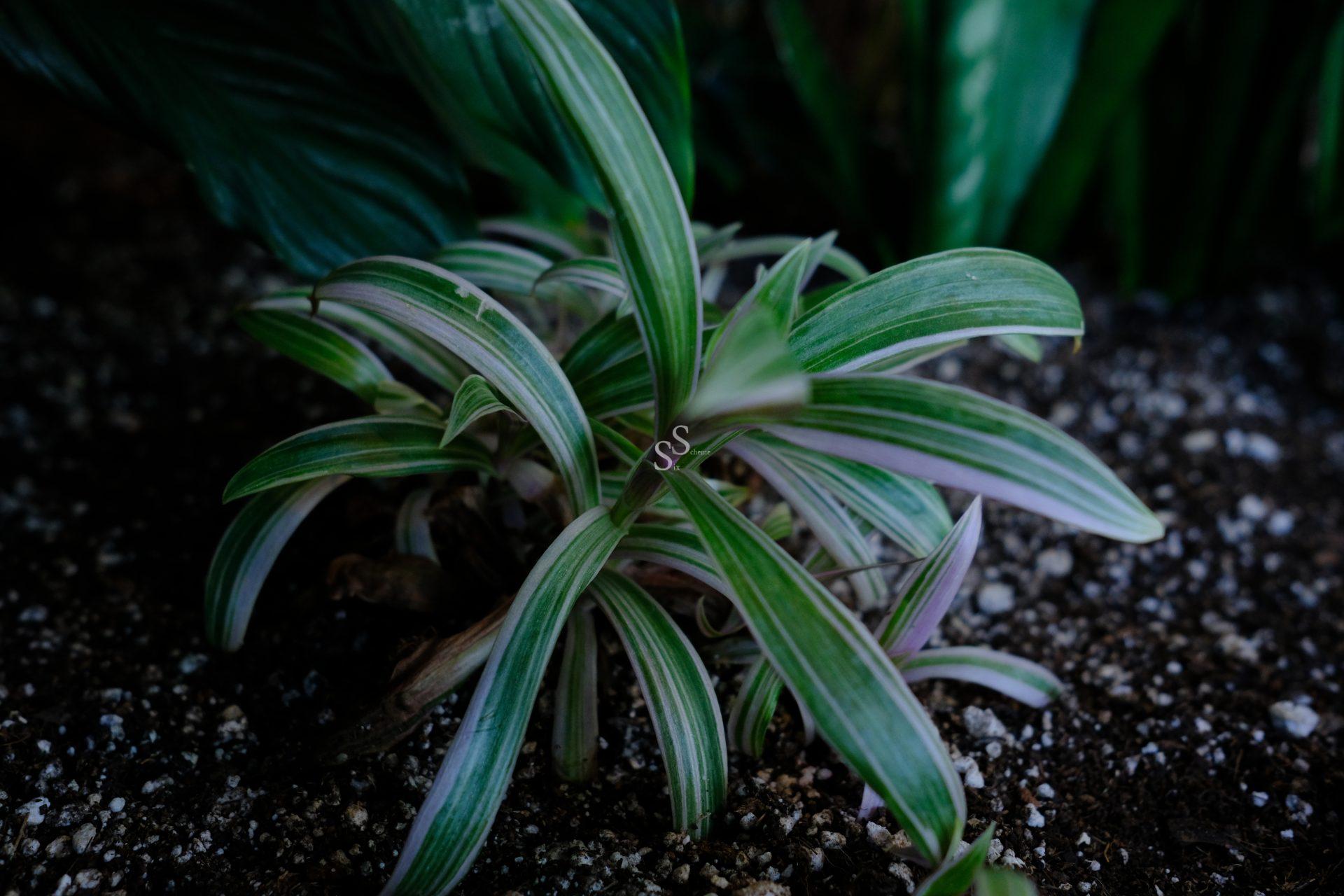 A small green plant with long, narrow leaves featuring white stripes grows from dark soil, surrounded by other leafy plants in the background.