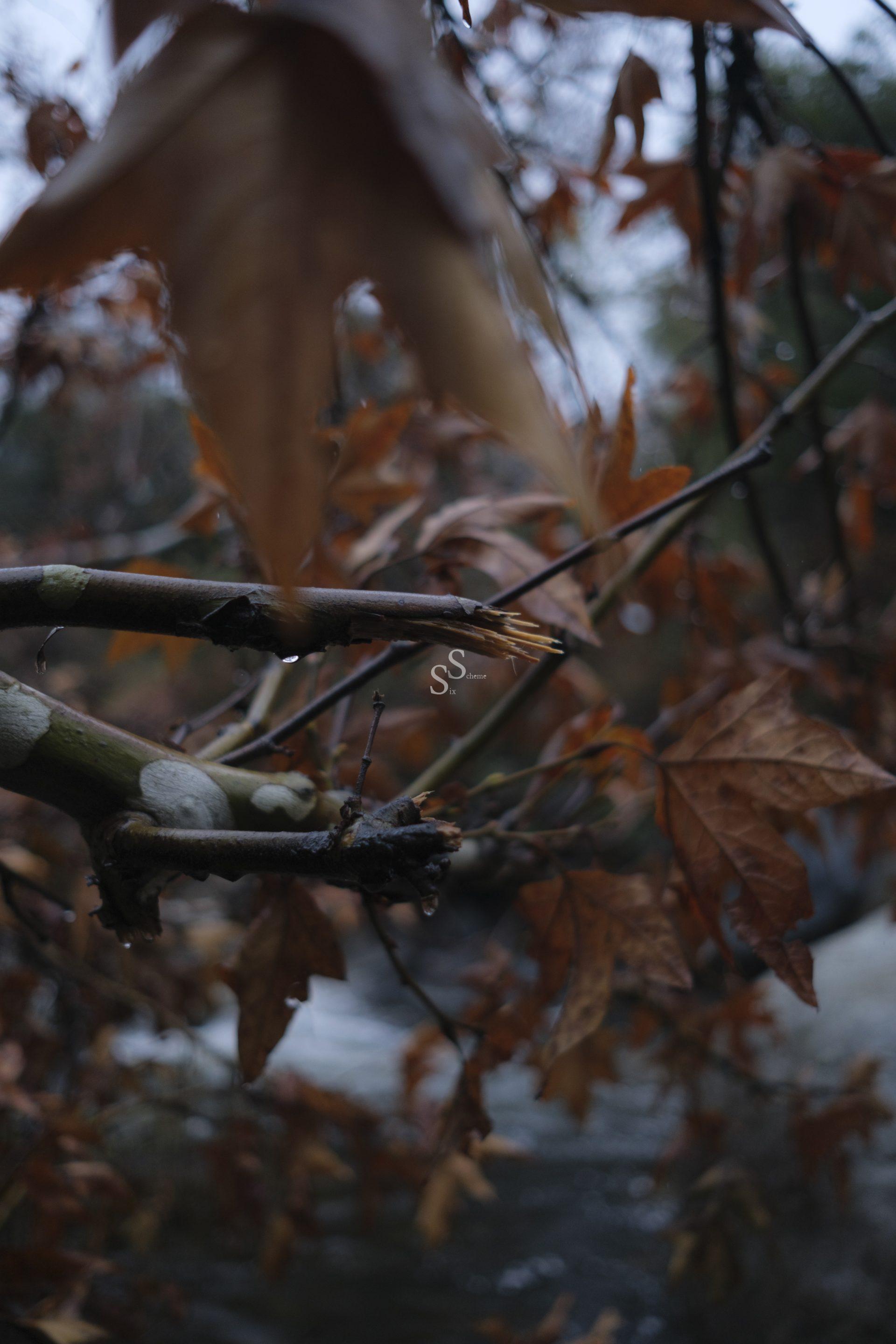 A close-up of tree branches with brown, dried leaves, set against a blurred background of water and more foliage, creating an autumnal, moody atmosphere.