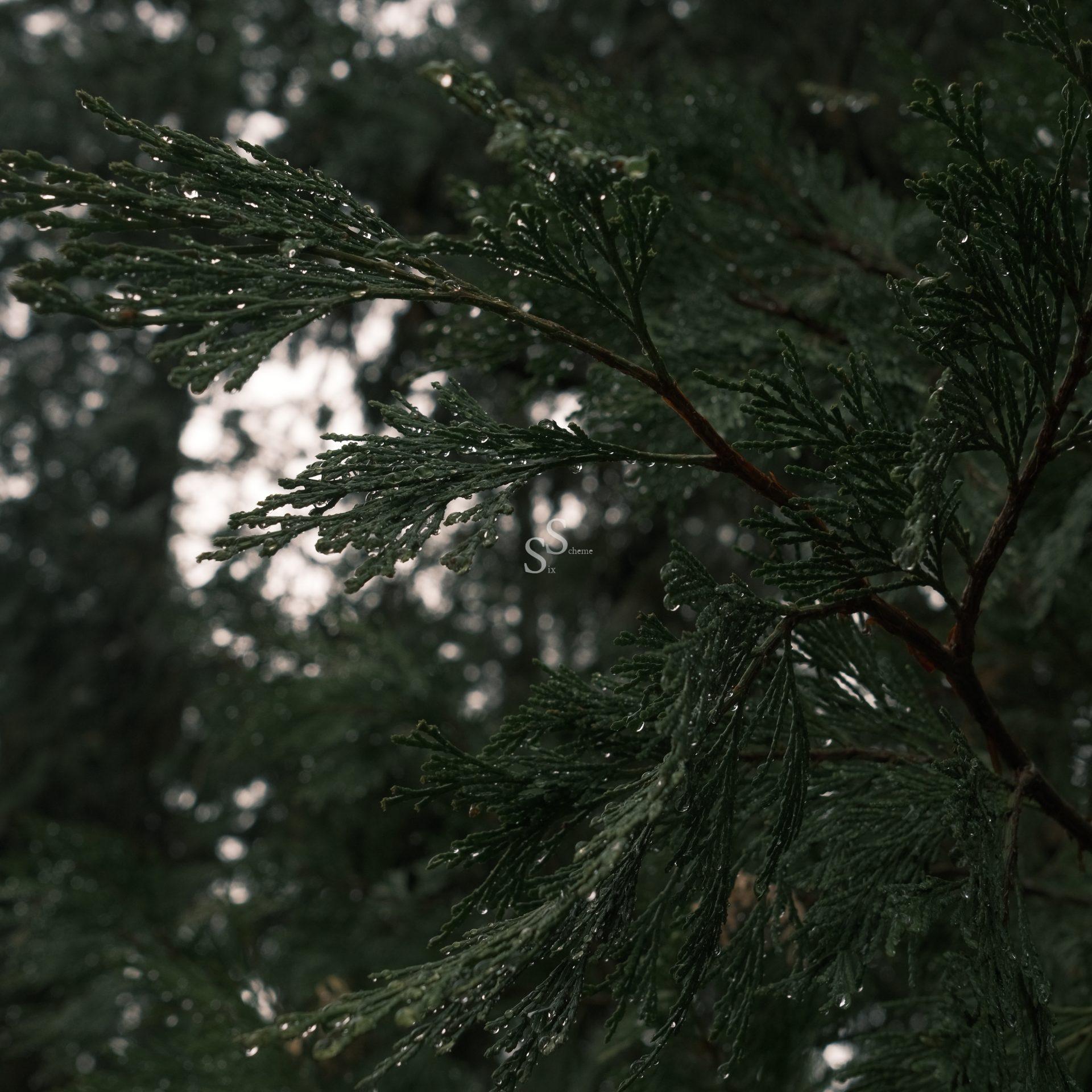 Close-up of evergreen branches covered in raindrops, with a blurred forest background. The image has a moody, overcast atmosphere, highlighting the natural texture and detail of the wet foliage.