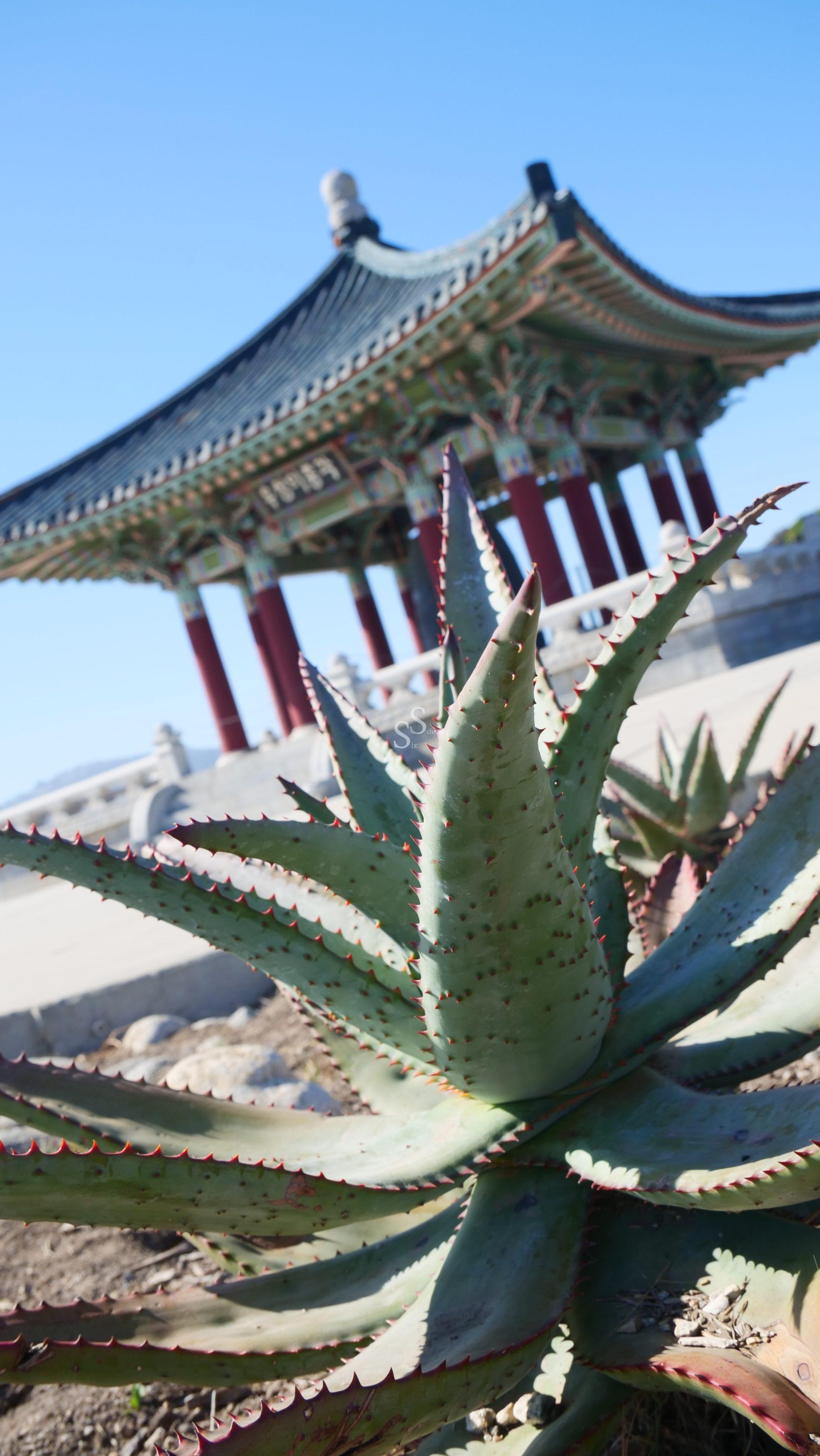 A close-up of a spiky aloe plant with a traditional Korean-style pavilion with green and red details in the blurred background under a clear blue sky.