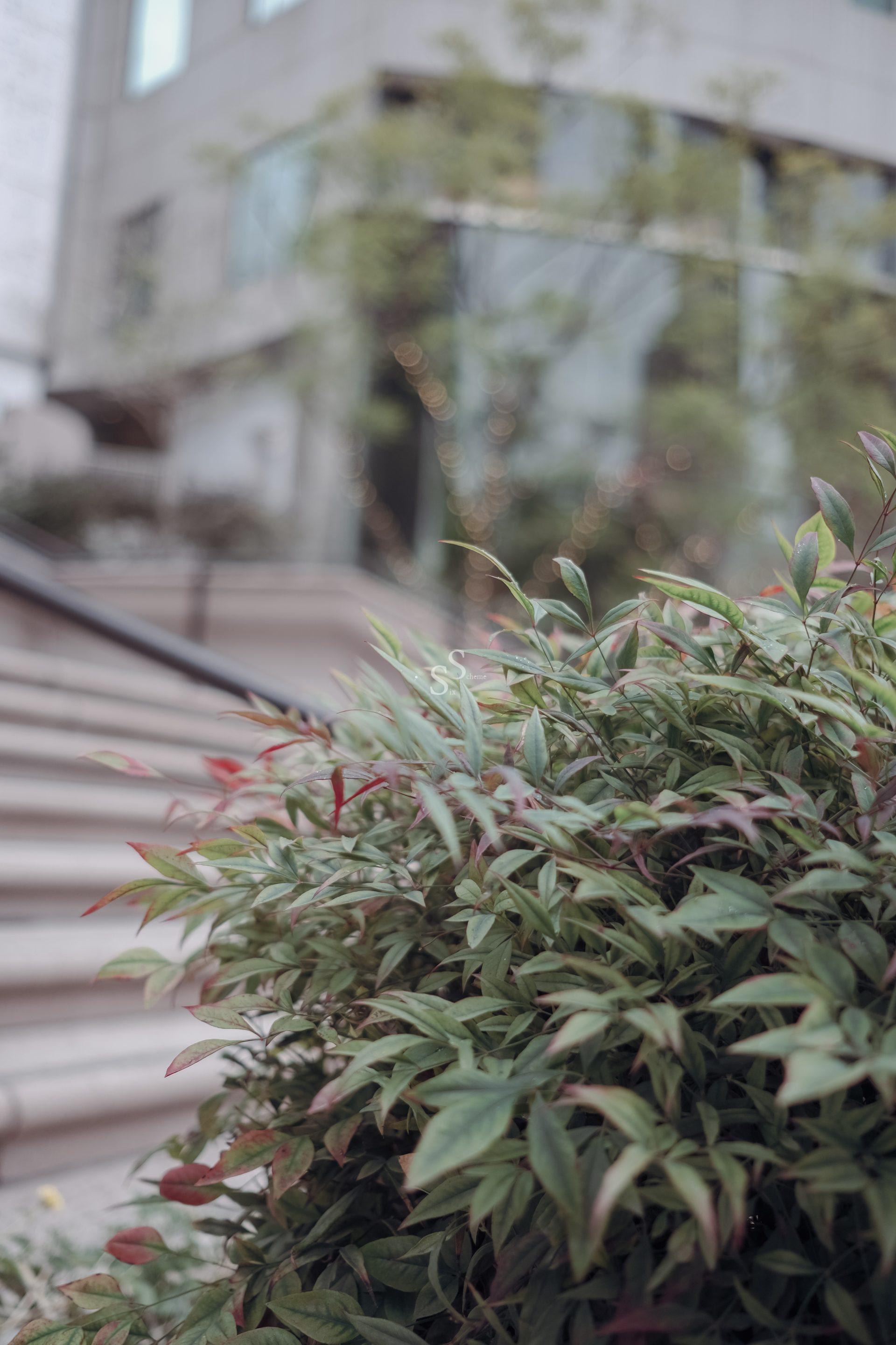 Bush with green and reddish leaves in the foreground, with stone steps and a blurred modern building in the background. The overall scene appears calm and urban.