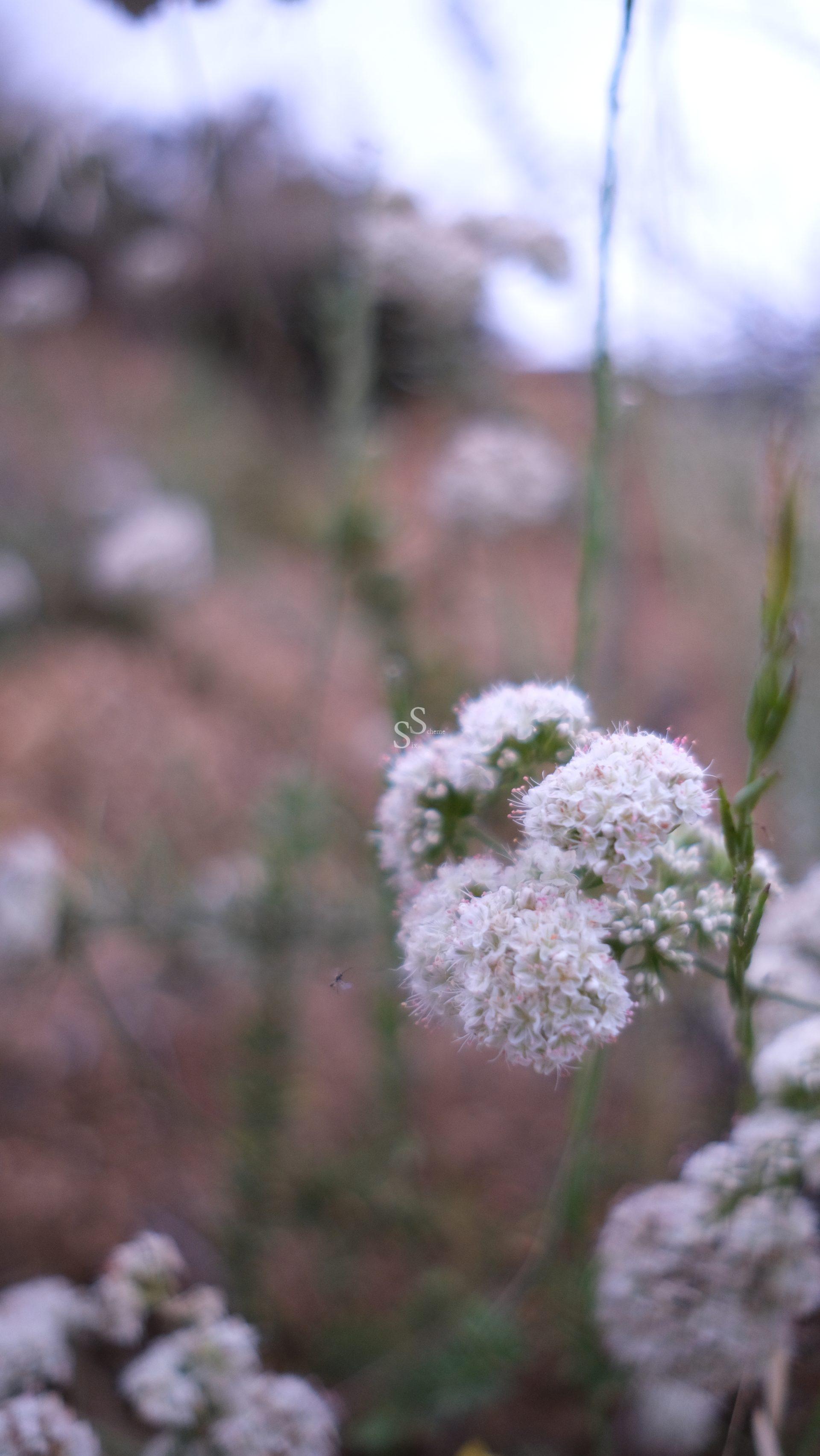Close-up of white wildflowers with delicate, clustered petals, set against a blurred natural background of green stems and brown earth.